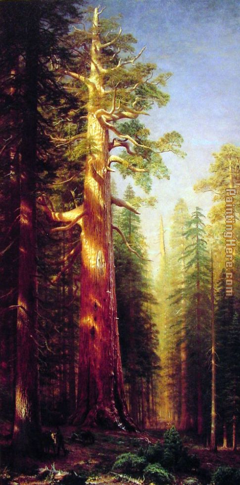 The Great Trees Mariposa Grove California painting - Albert Bierstadt The Great Trees Mariposa Grove California art painting